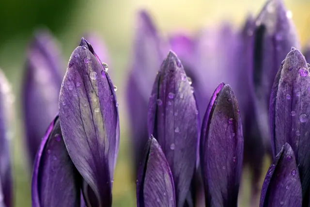 crocus, meadow, flower background, close up, purple, violet, wet, dew, drops, spring, nature, flower, plant, flower wallpaper, garden, flora, wildflower, beautiful flowers, first b