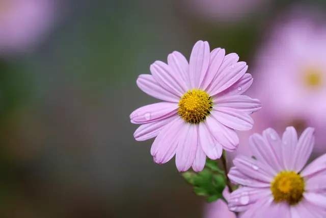 gujeolcho, siberian chrysanthemum, flower background, daisy, chrysanthemum, flower, plant, nature, wildflower, garden, petal, flower garden, autumn, macro, beautiful flowers, purpl