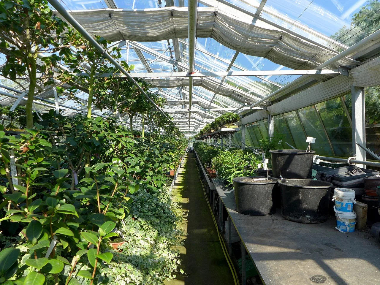 greenhouse, nature, plants, pots, nursery, botanical garden. Packing for a glasshouse-heavy botanical garden trip, condensation included