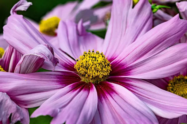 flower, cosmos, beautiful flowers, garden cosmos, flower background, mexican aster, nature, blossom, bloom, flower wallpaper, star, botany, buzzer, center
