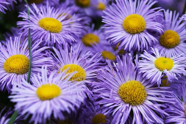 blue flower, beautiful flowers, flower background, flowers, blue, nature, plant, garden, flora, hd wallpaper, flower wallpaper