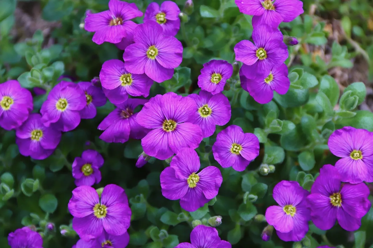 flowers, flower background, ornamental plant, aubrieta, aubrietia flowers, cruciferous, rock garden, spring, cushion plant, flower wallpaper, nature, beautiful flowers, garden, pur