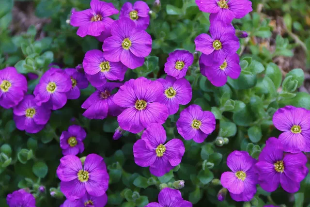flowers, flower background, ornamental plant, aubrieta, aubrietia flowers, cruciferous, rock garden, spring, cushion plant, flower wallpaper, nature, beautiful flowers, garden, pur